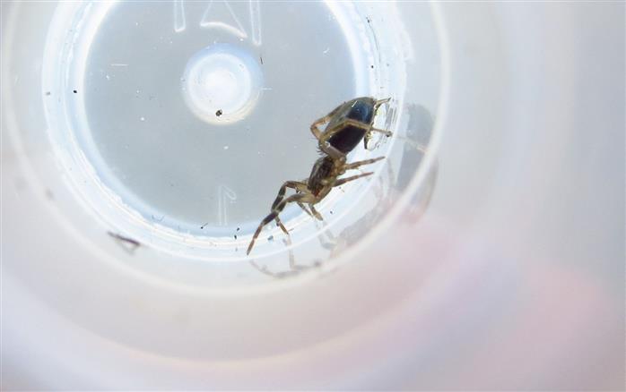 ID